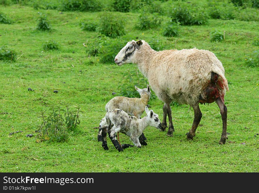 Sheep with the pups shortly after birth. Sheep with the pups shortly after birth