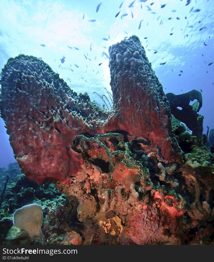 Coral reef on island of Dominica with large sponges