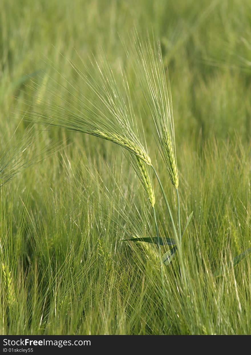 Barley stems