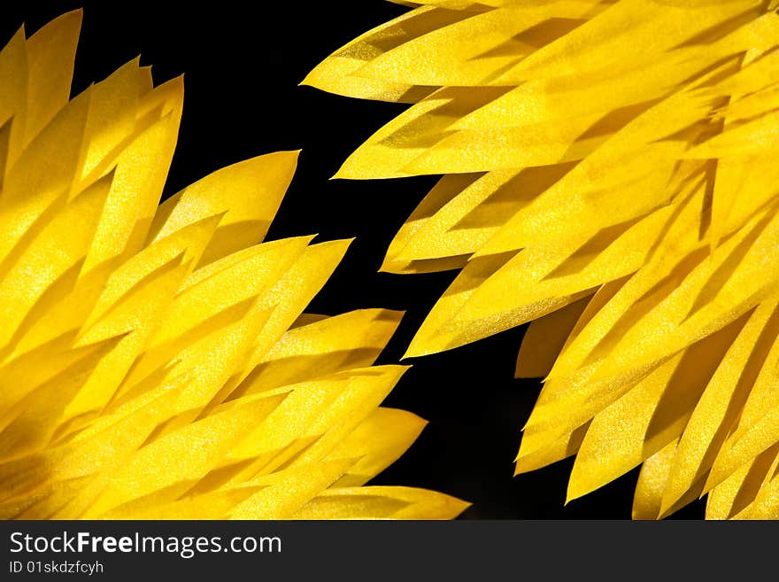 Leaves of two yellow dry flowers in closeup