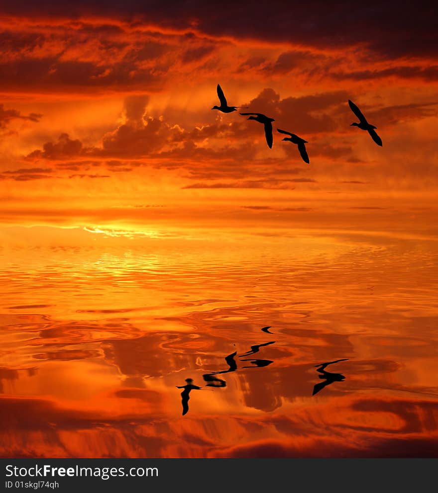 Silhouette of birds at sunset. Silhouette of birds at sunset