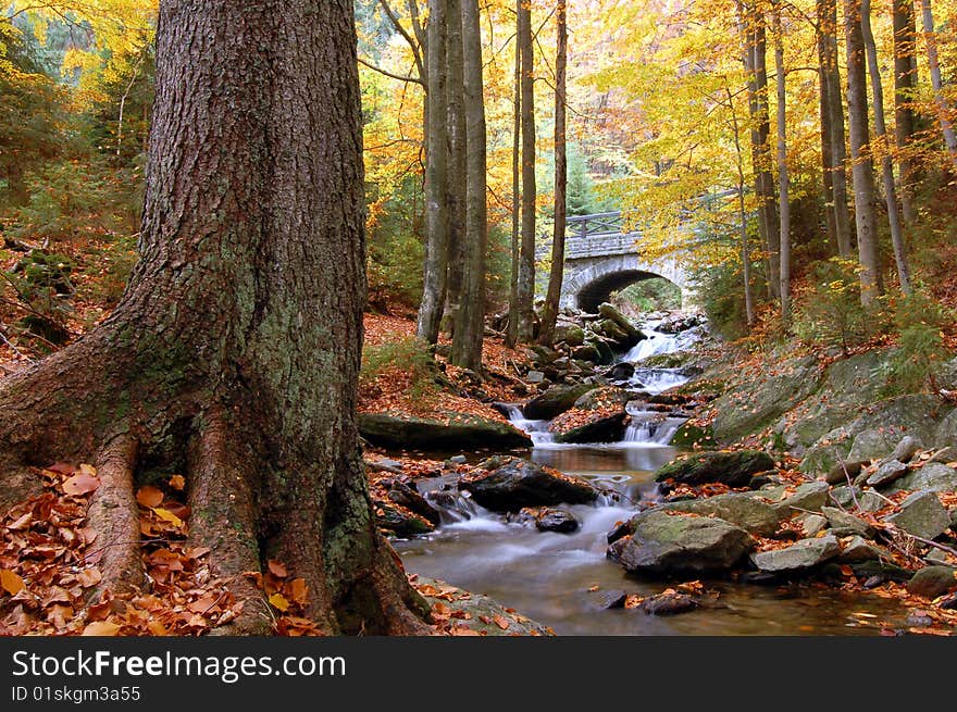 Autumn creek in bohemian forest