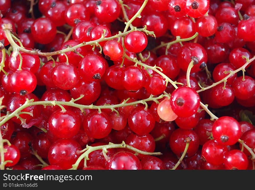 A lot of berries of red currant