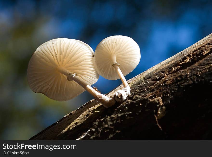 The underside of an oudemansiella mucida on a tree. The underside of an oudemansiella mucida on a tree