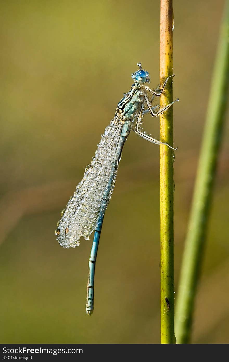 A drying damselfly in dew-drops