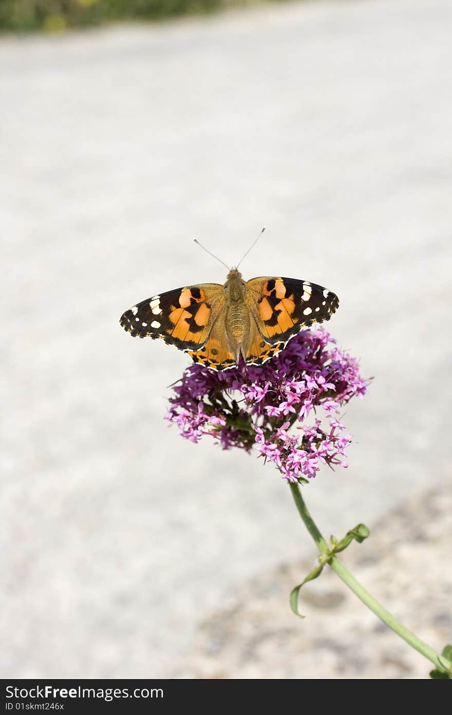 Butterfly on a flower