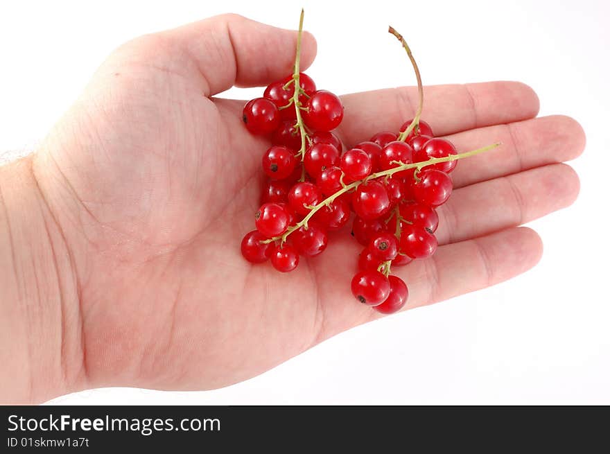 A lot of berries of red currant