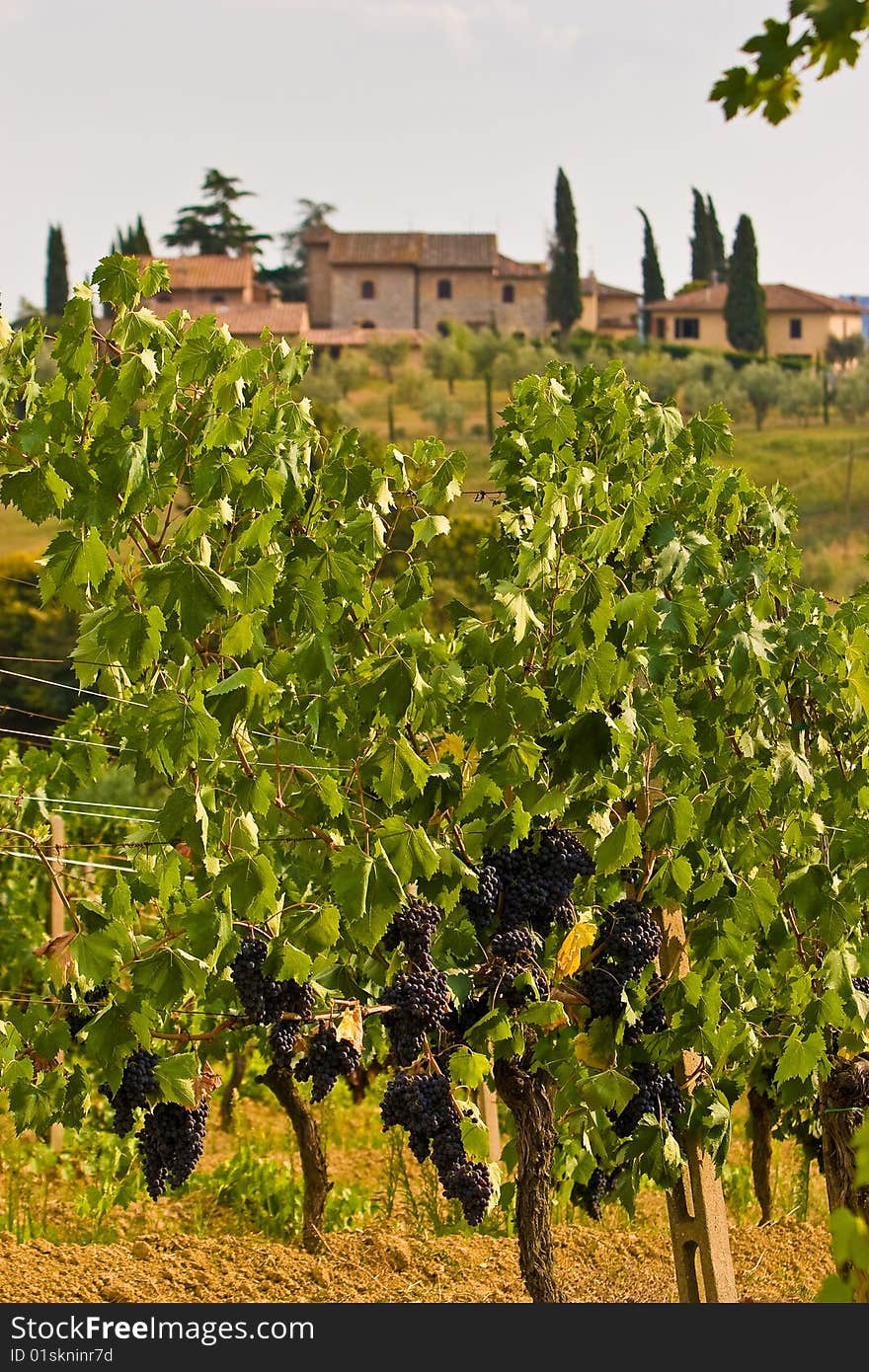 Vineyard in the hills of Toscane