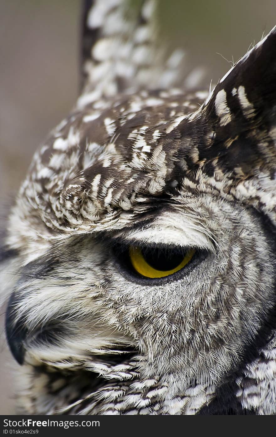 Eagle Owl