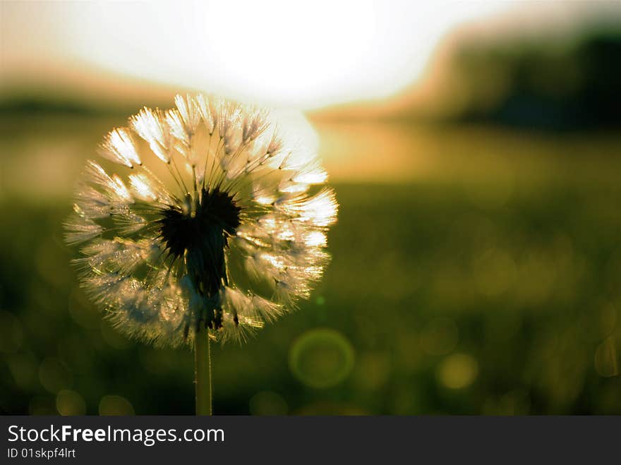 Dandelion dawn