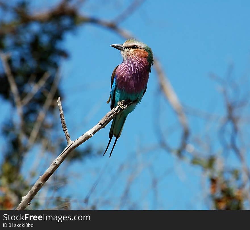 Lilacbreasted Roller (Coracias caudata) in Africa