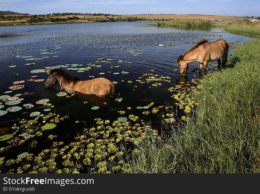 Two Horses in a beautiful lake