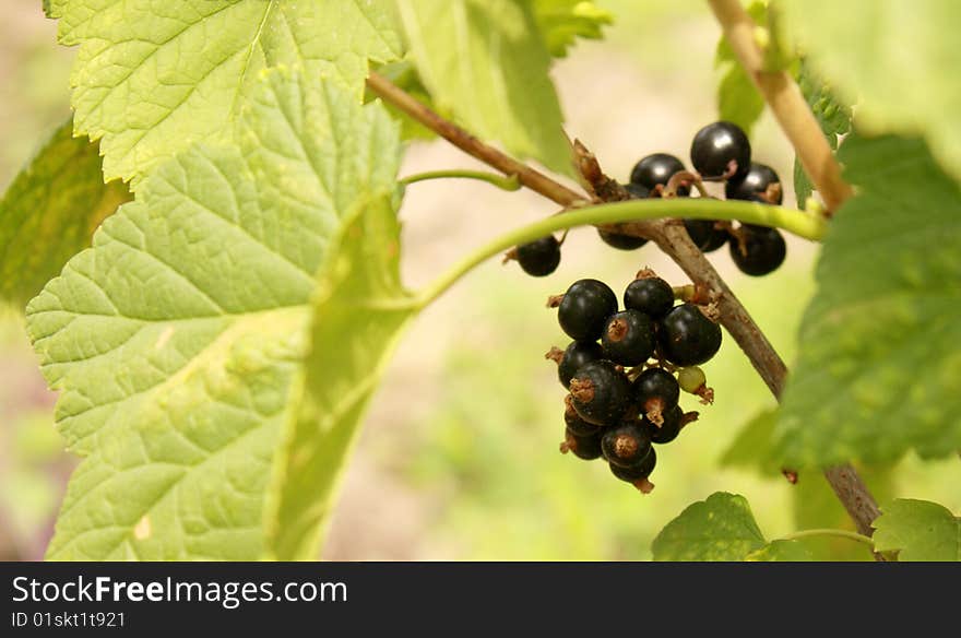 Apetising black currants