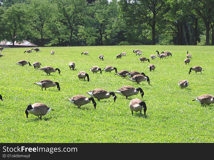 Ducks eating grass