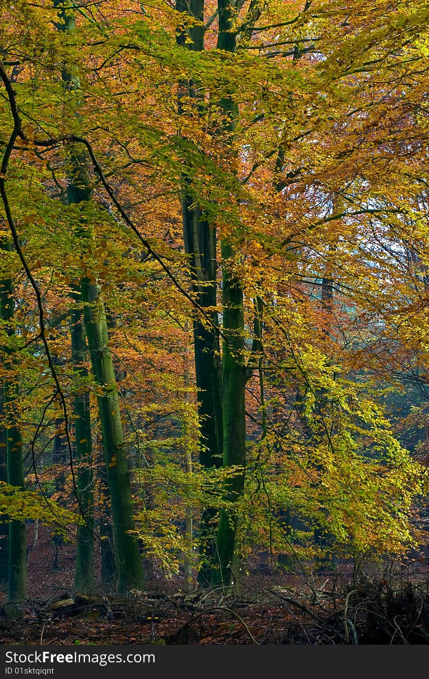 Landscape Of A Forest With Colorful Autumn Trees