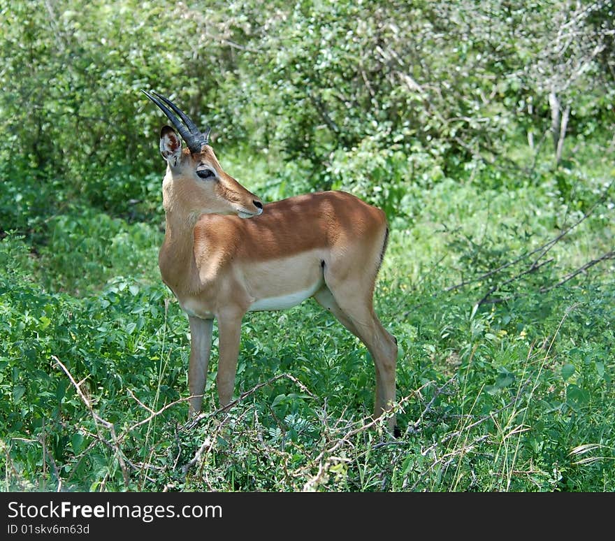 Male Impala Antelope (Aepyceros Melampus) in the Kruger Park, South Africa. Male Impala Antelope (Aepyceros Melampus) in the Kruger Park, South Africa.