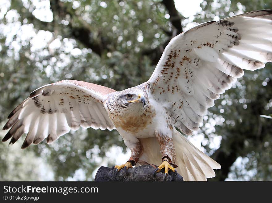 Regina, A Ferruginous Buzzard