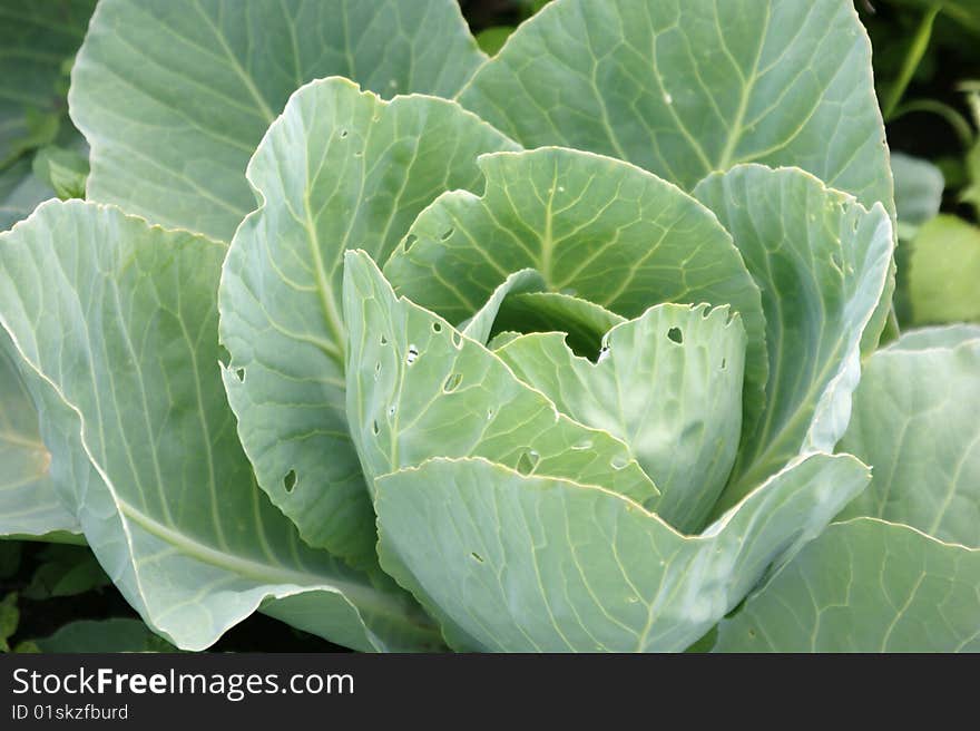 Green cabbage grows in a flower-bed, already a big