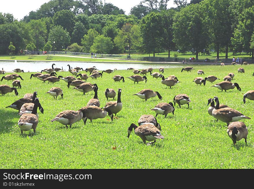 Ducks eating grass