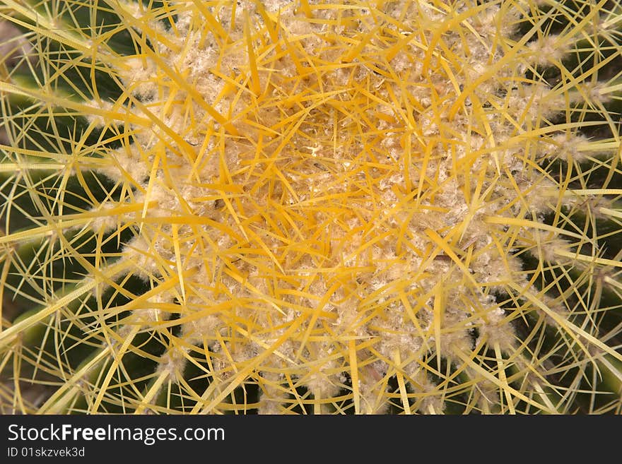 Barrel Cactus w/ yellow spikes