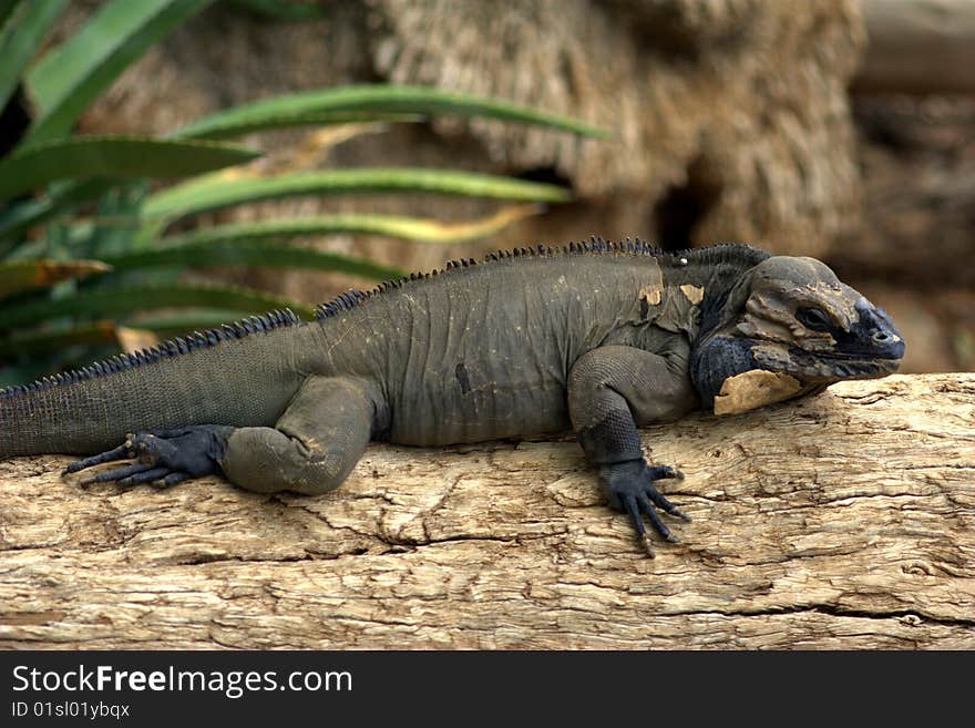 Rhinoceros Iguana (Cyclura Cornuta)