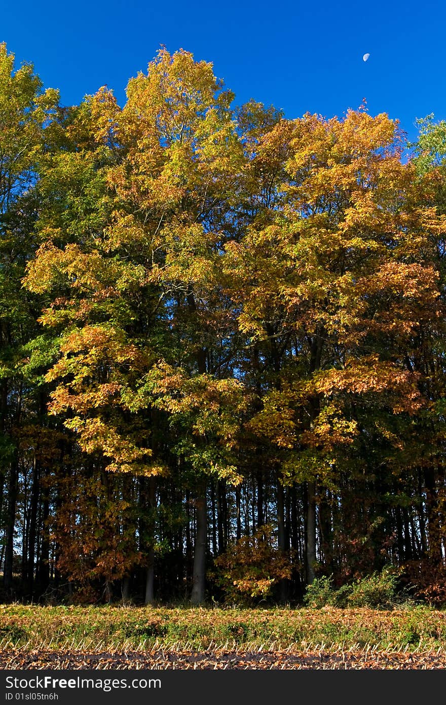 Landscape of a farmland with colorful autumn trees