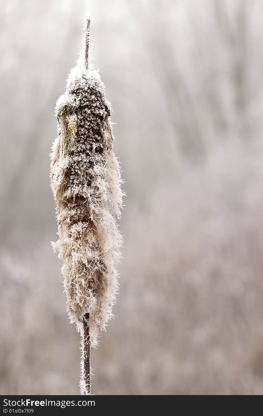 Hoar frost or soft rime on plants at a winter day