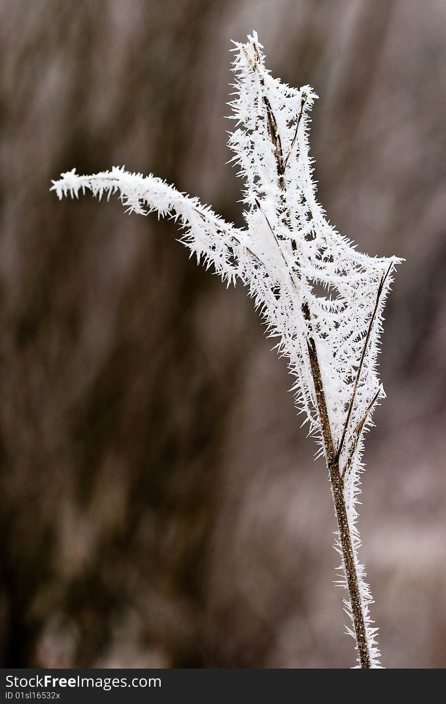 Hoar frost or soft rime on plants at a winter day