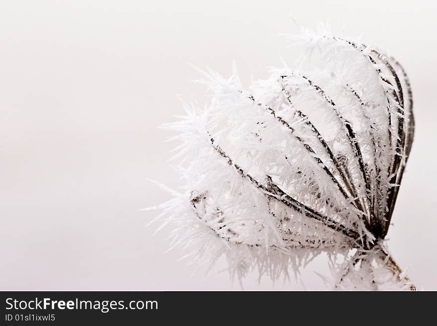 Hoar Frost Or Soft Rime On Plants At A Winter Day