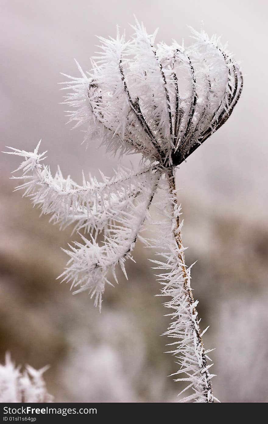 Hoar frost or soft rime on plants at a winter day