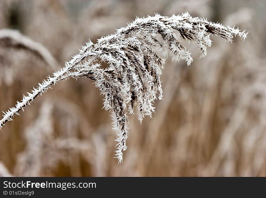 Hoar Frost Or Soft Rime On Plants At A Winter Day