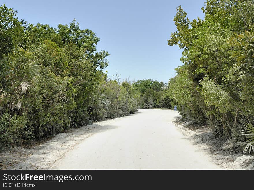 A sandy path between trees