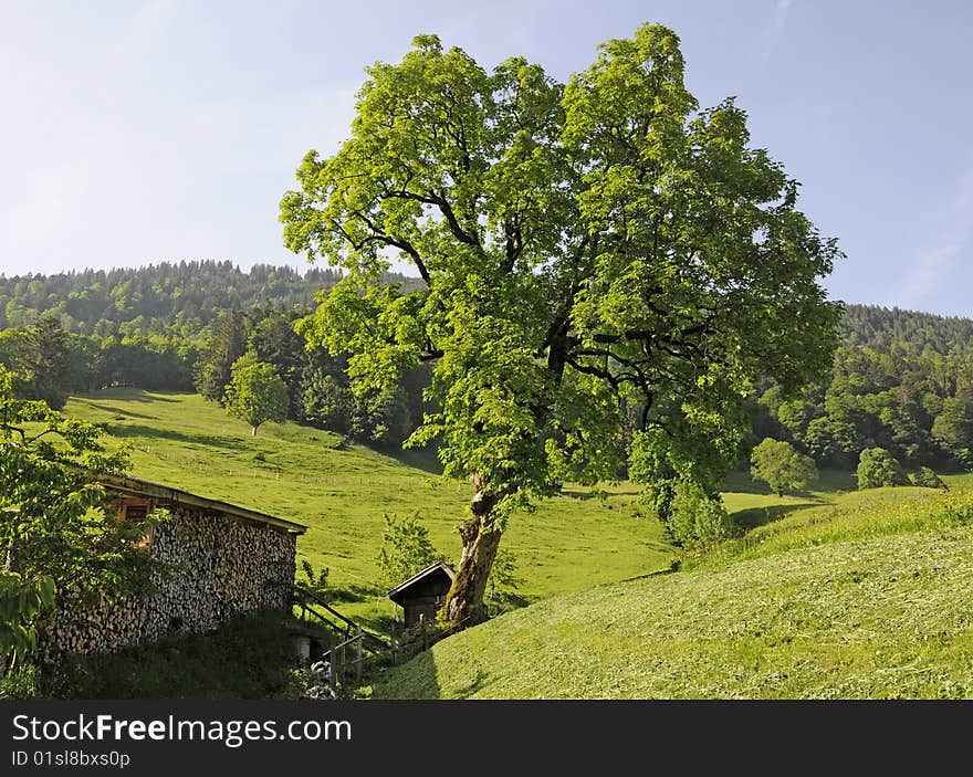 Maple Tree