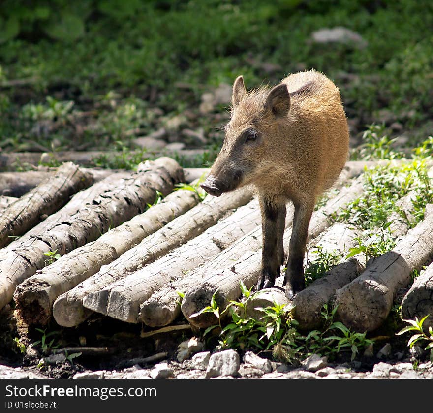 Wild small pig having relax in the forest. Wild small pig having relax in the forest.