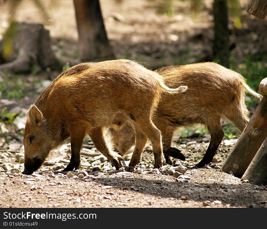 Wild small pigs having fun in the forest. Wild small pigs having fun in the forest.