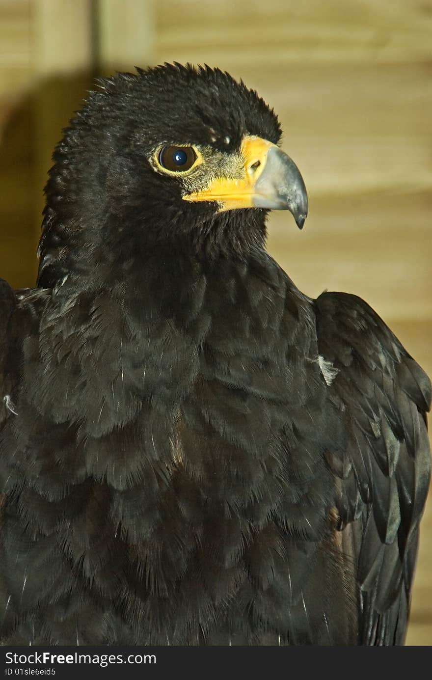 Three quarter view of the Verreaux's Eagle.