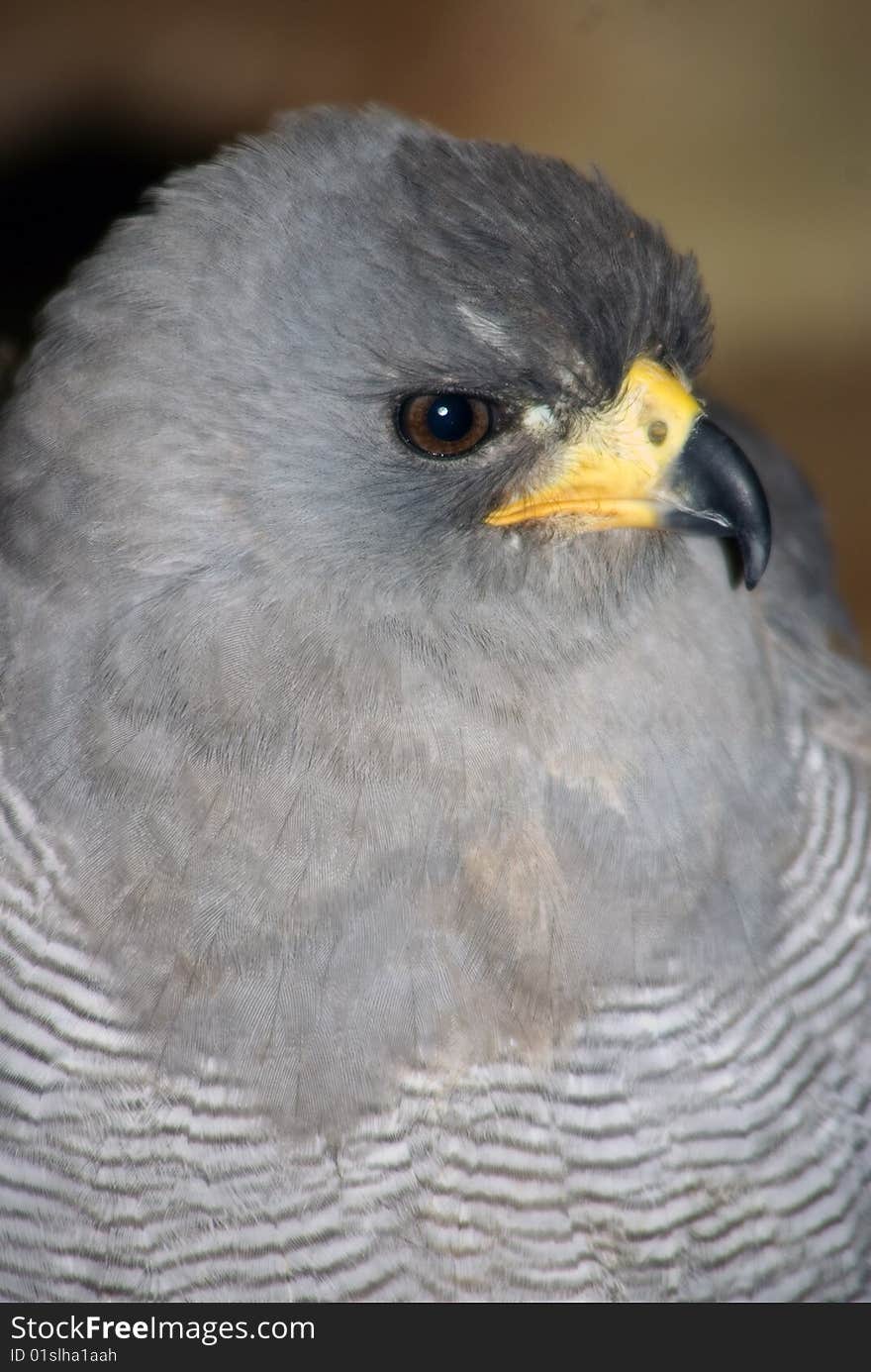 Portrait of the Pale Chanting Goshawk looking to the right.