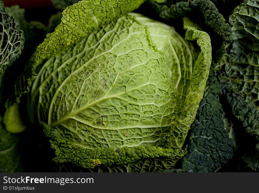 Green cabbage leafs close up