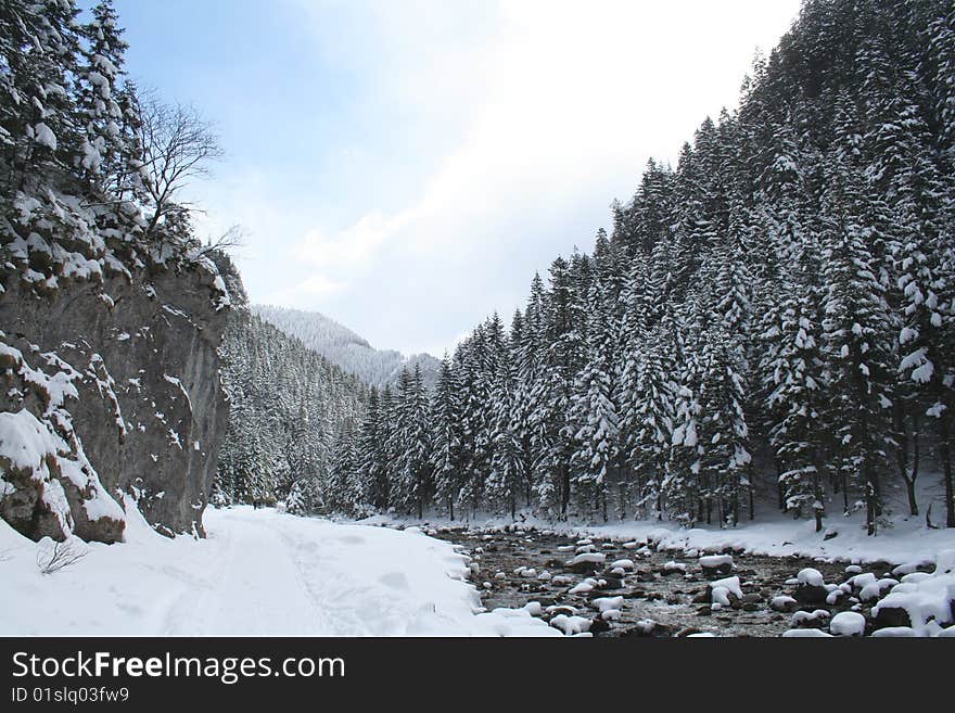 Snow and trees - Tatra mountains