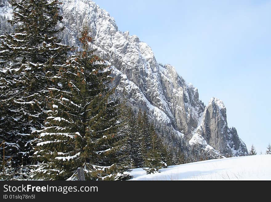 Tatra mountains - trees and snow