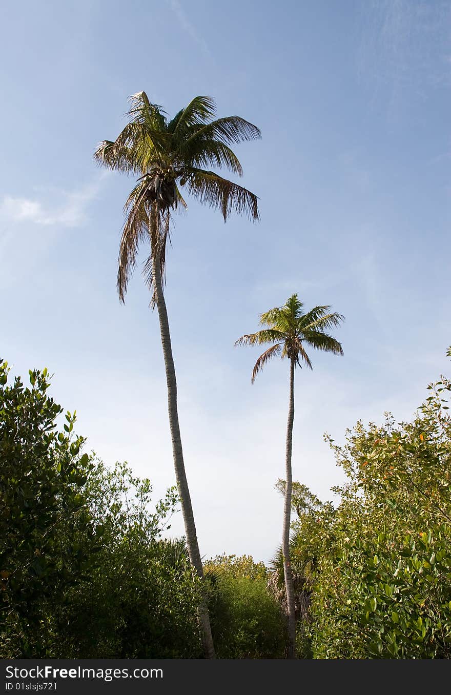 Palm trees with beautiful blue sky as background. Palm trees with beautiful blue sky as background