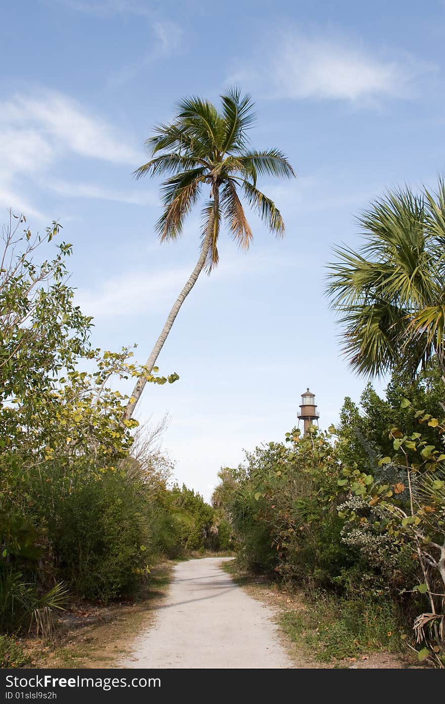 Palm trees with beautiful blue sky as background. Palm trees with beautiful blue sky as background