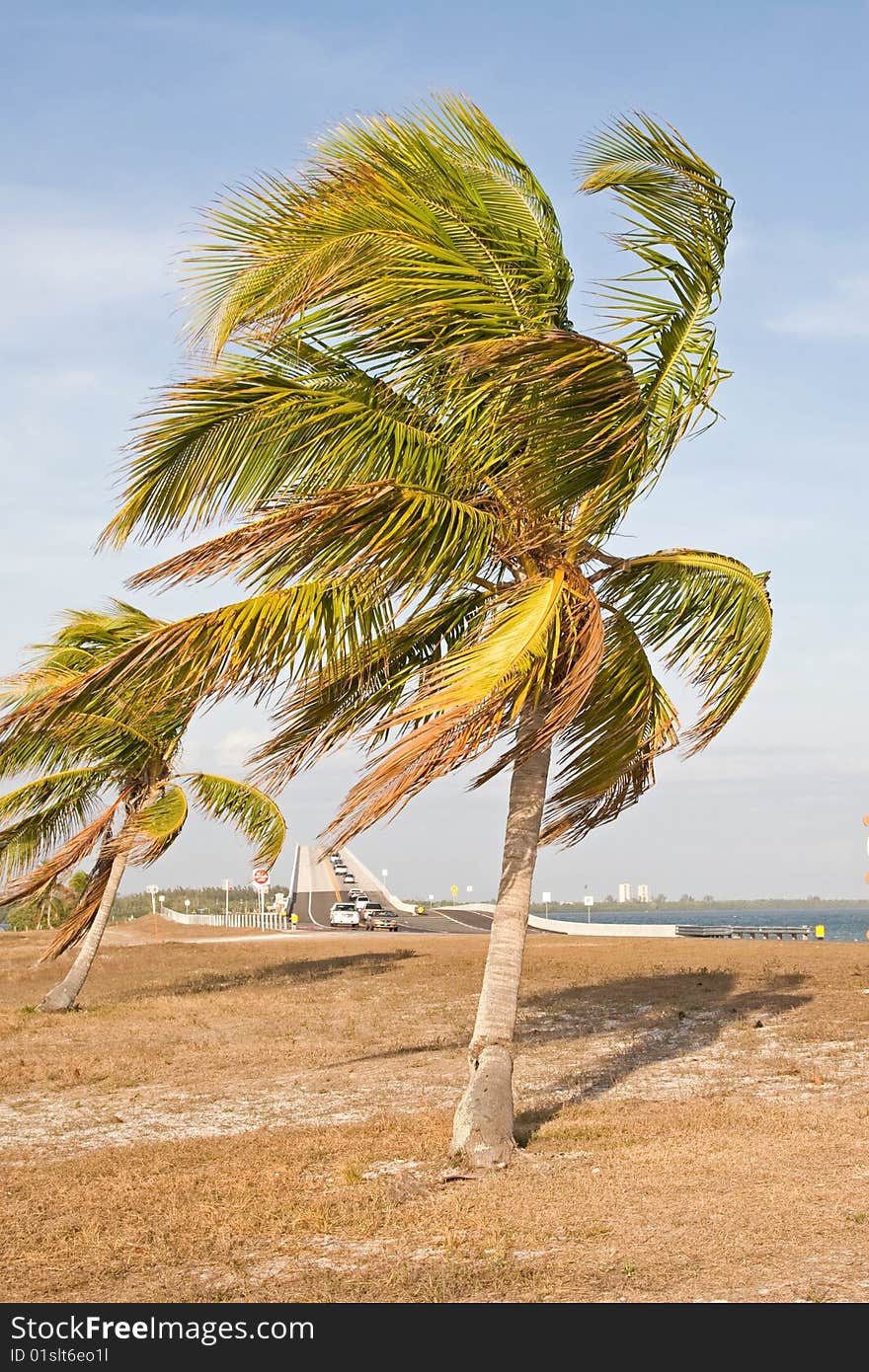 Palm trees with beautiful blue sky as background. Palm trees with beautiful blue sky as background