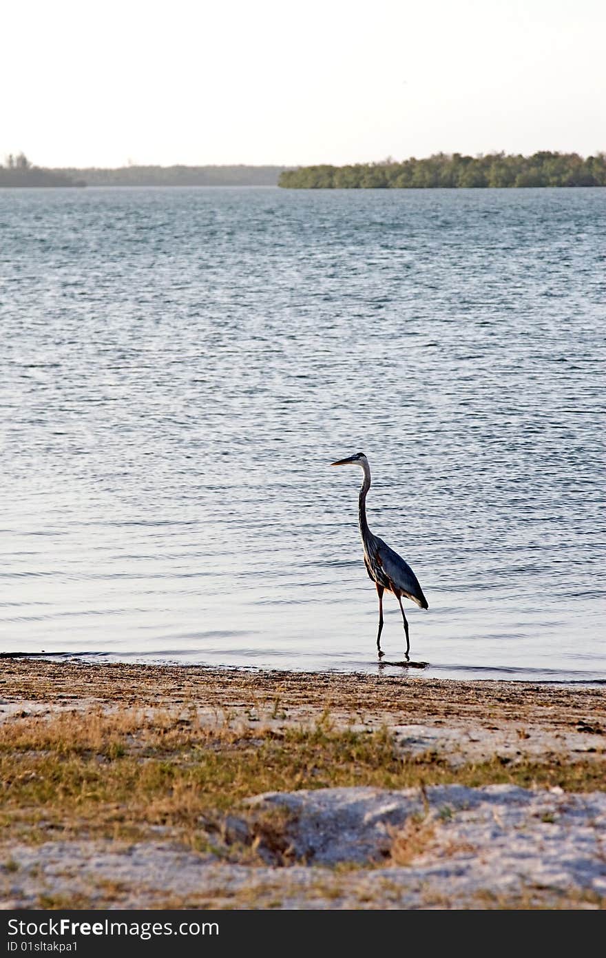 Blue Heron searching food on Gulf of Mexico