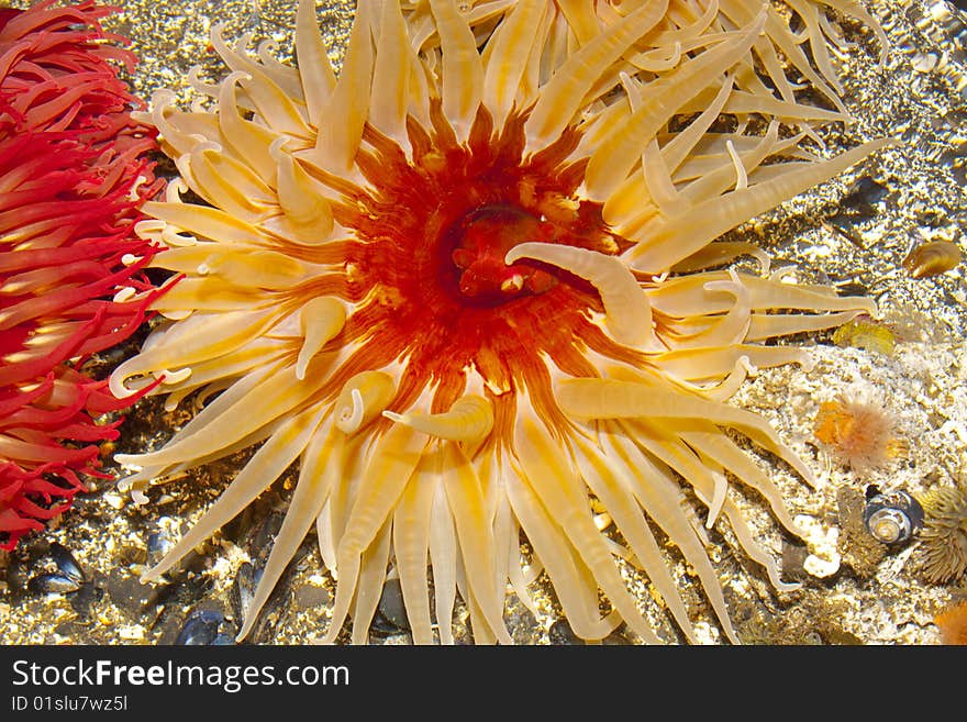 Beautiful sea life up close, this Urchin is a beautiful orange color. Beautiful sea life up close, this Urchin is a beautiful orange color.