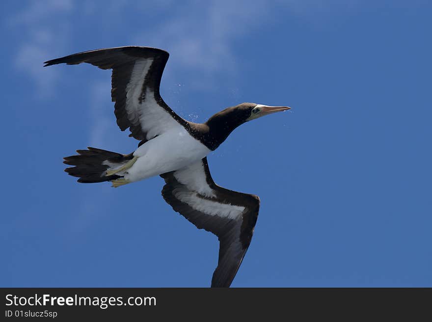 Pacific gannet 43