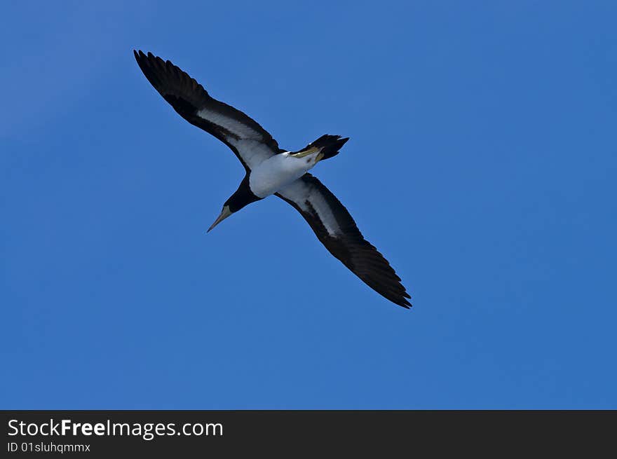 Pacific gannet 4