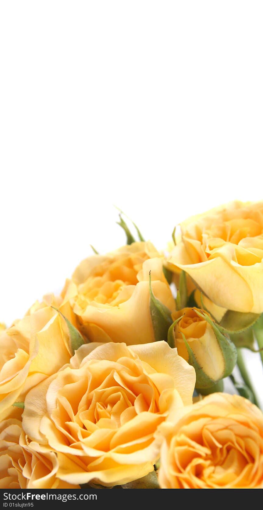 Background with a yellow rose