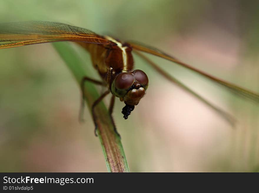 Dragonfly close up with a dark and green background