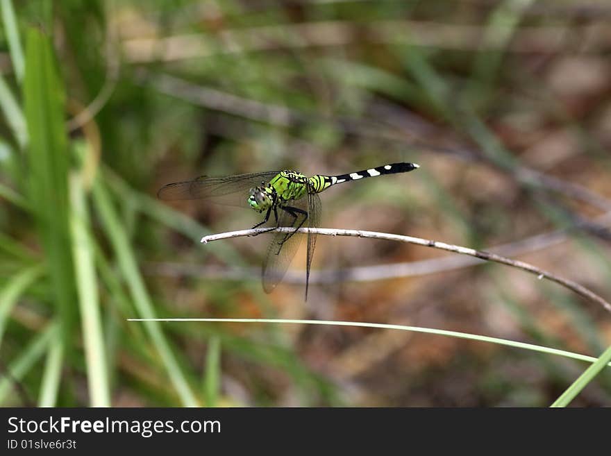 Dragonfly close up with a green background